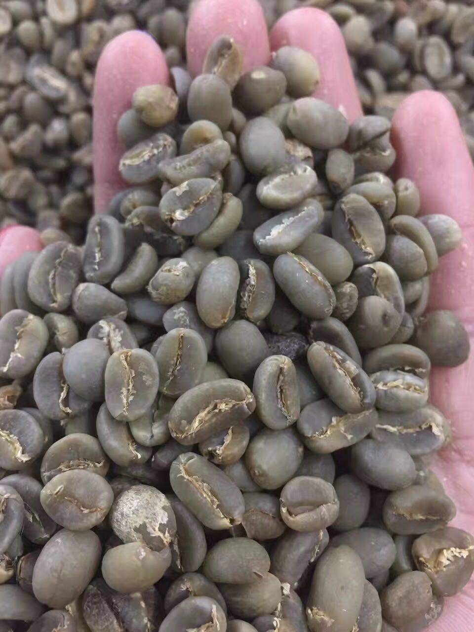 mekki|苏门答腊黄金曼特宁g1 精品单品咖啡豆 gayo山脉 水洗 225g