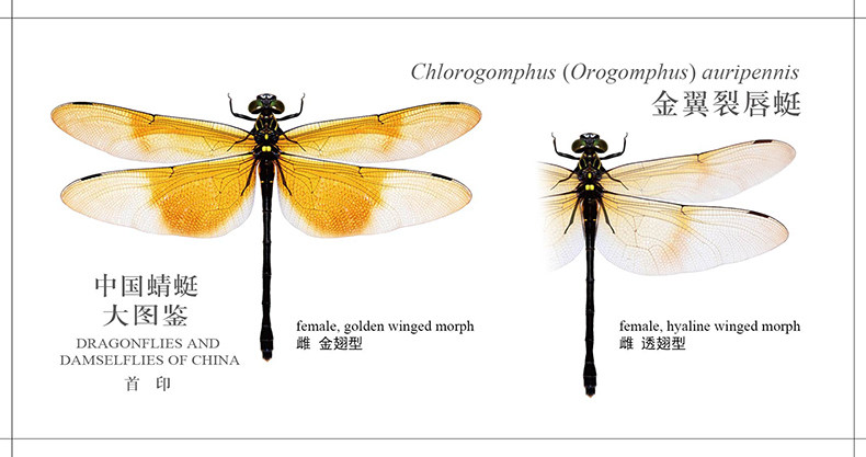 中国蜻蜓图鉴张浩淼浩淼9787568910378重庆大学出版社昆虫