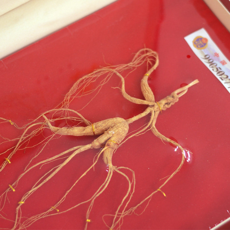 阳亿人参 林下参长白山野山参 移山参 人参礼品 20年林下山参礼盒