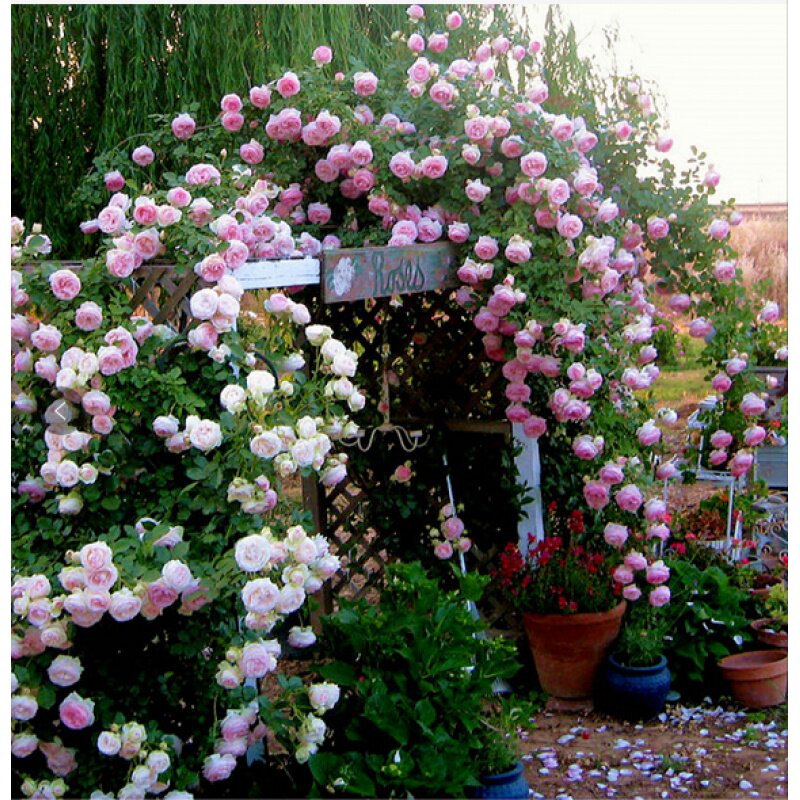 爬墙藤本月季特大花苗龙沙宝石四季开花庭院别墅蔷薇爬藤花墙拱门