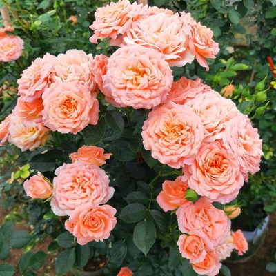 花苗甜梦藤本月季多头小花蔷薇季节开花甜美可做时令草本花卉