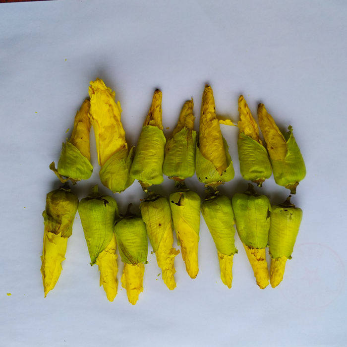 金花葵花芙蓉葵茶干花花蕾花茶花苞500g代用