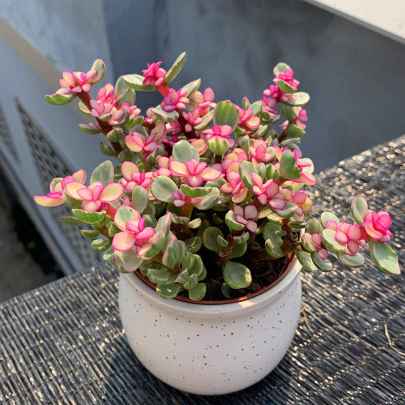 精品多肉植物金枝玉叶油画婚礼室内大颗群生花卉多肉植物