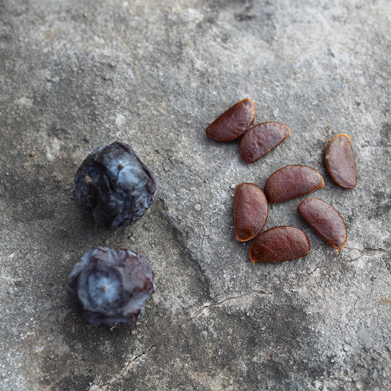 野生有核黑枣药用君迁子河北涉县软枣特级大乌枣小柿子特产包邮新