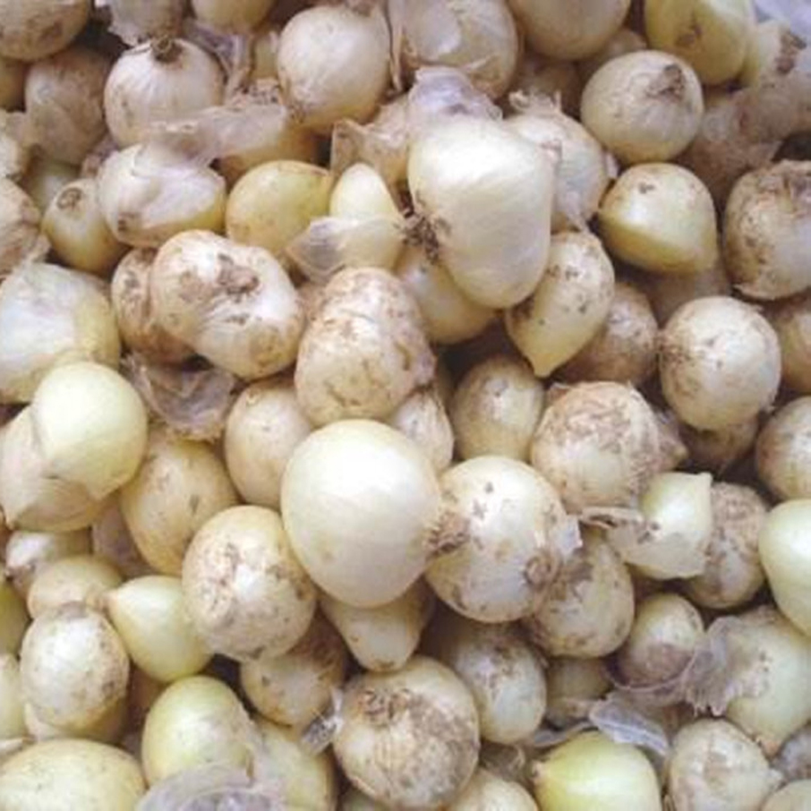 苦蕌四川特产新鲜蔬菜苦茭苦蕌团葱苦蒜小蒜炖其它