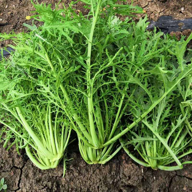 雪里红雪菜新鲜农家自种绿色有机蔬菜5斤包邮雪里蕻自制腌制小菜