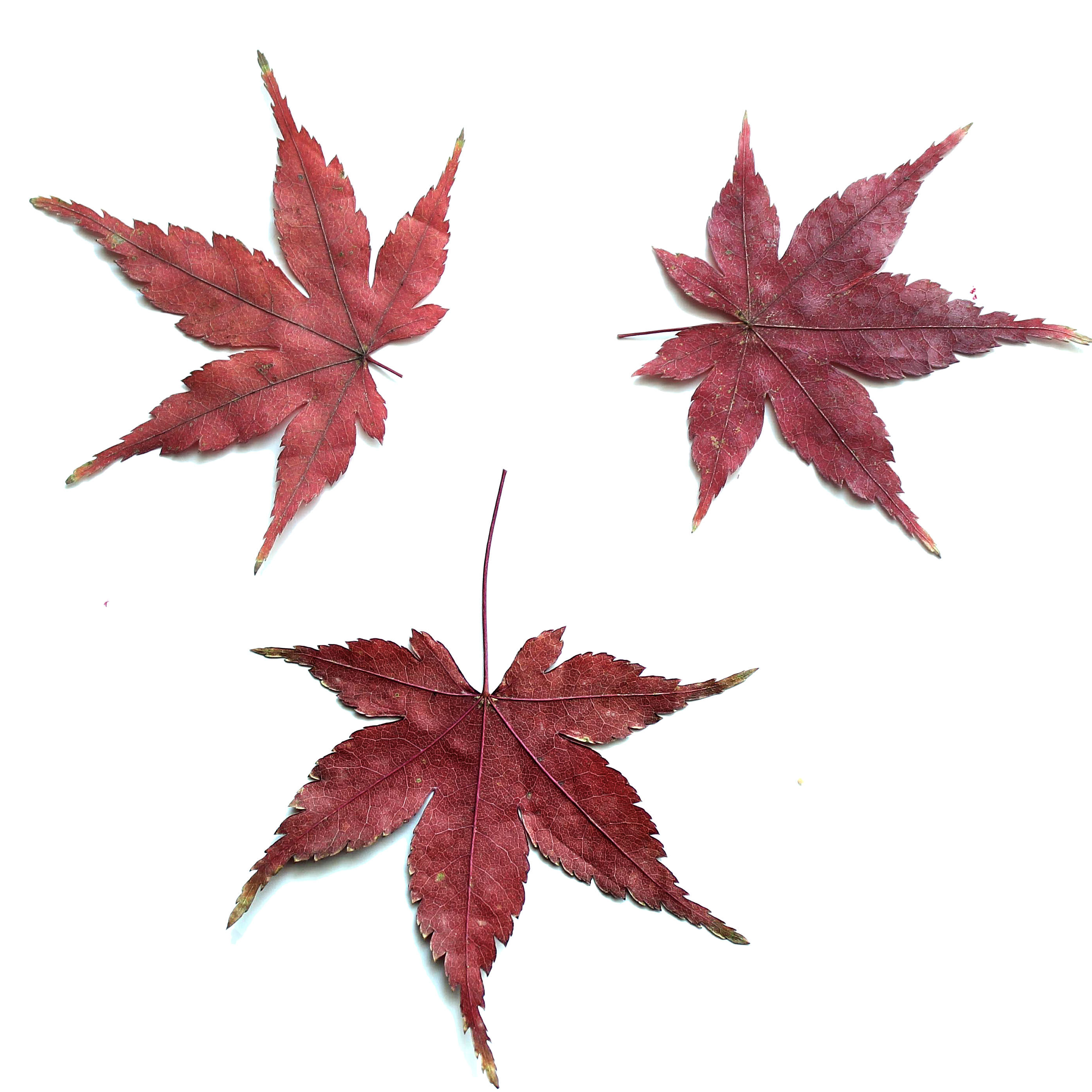 叶子真叶天然枫叶红枫叶干花压花植物教学标本干花