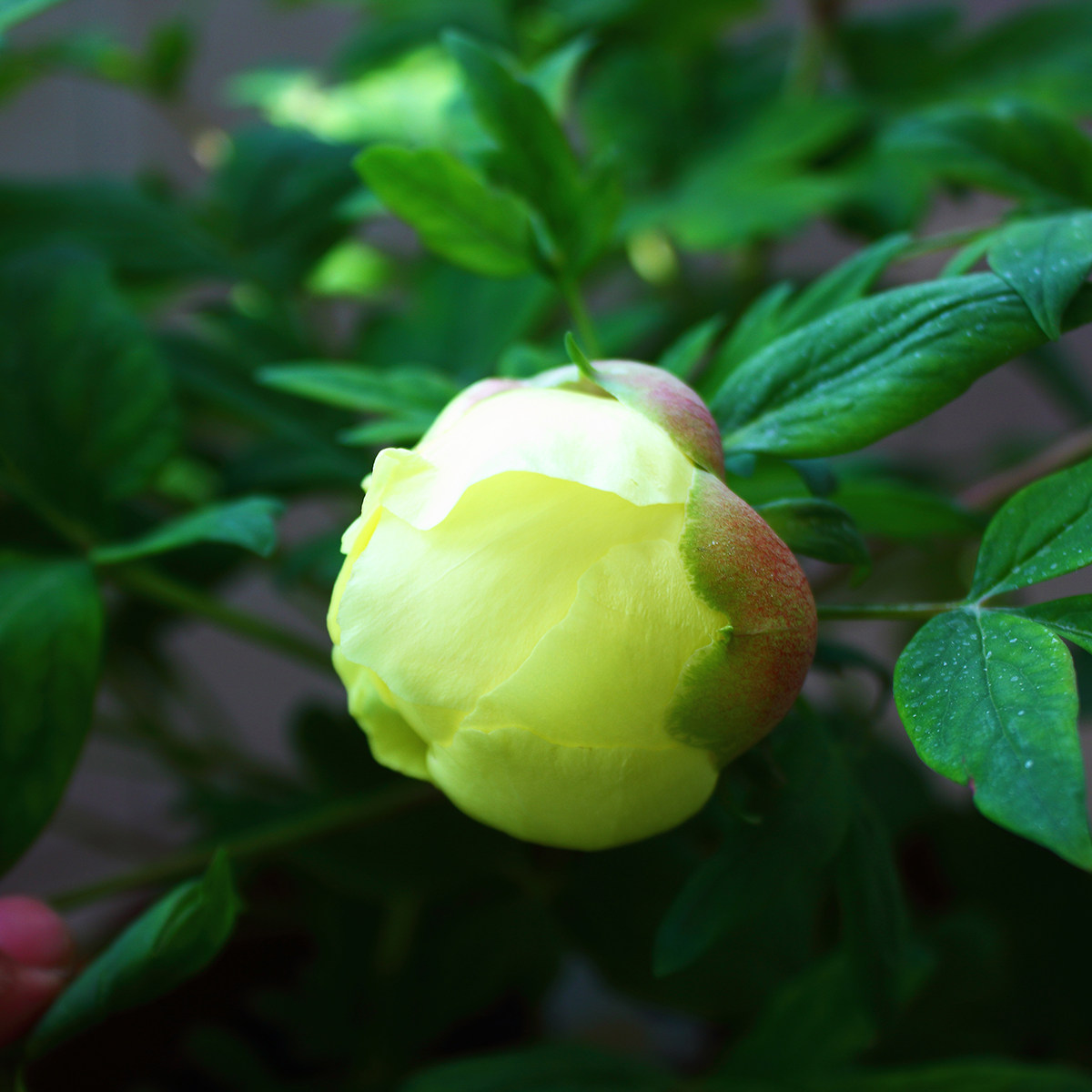 金晃菏泽大唐牡丹牡丹花花苗黄色名品客厅阳台时令草本花卉