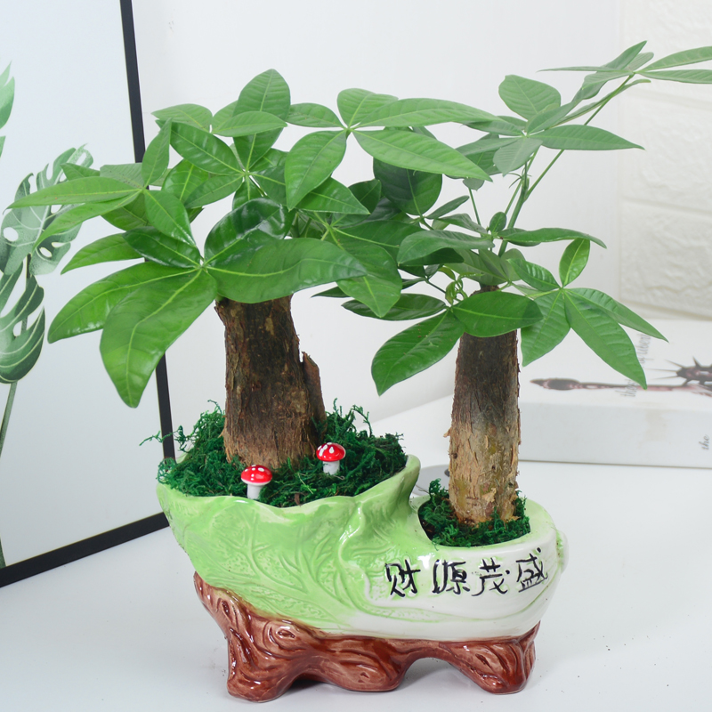 盆栽发财树植物室内办公室桌面客厅小盆盆景招财绿植