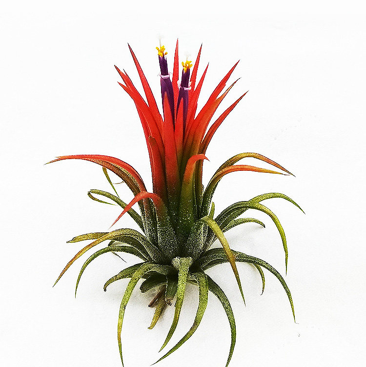 植物果精灵空气凤梨办公室桌面绿植无土客厅茶几绿植