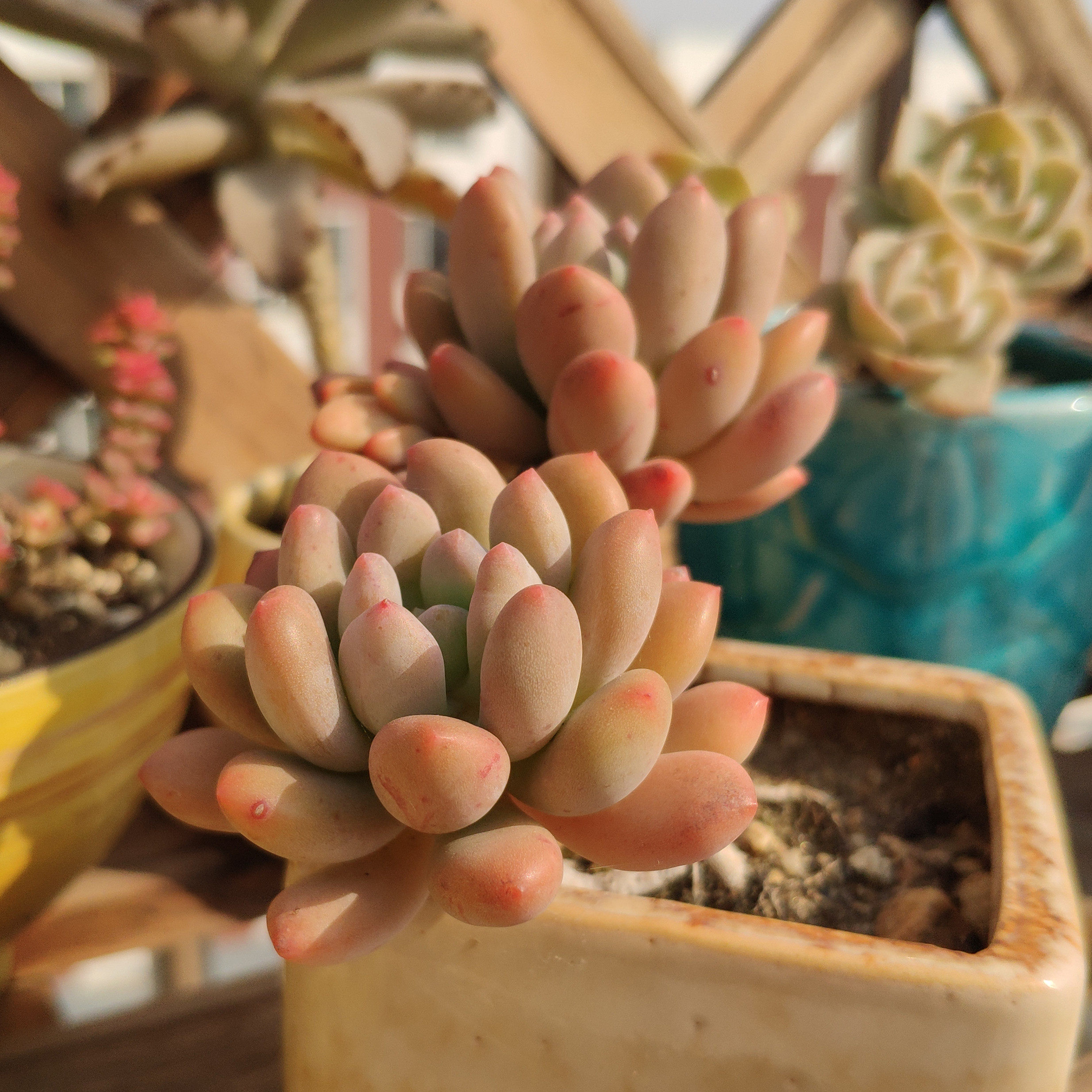 灯美人 多肉植物进口萌肉肉状态好 一物一拍 奶酪美人 都涌 桩群