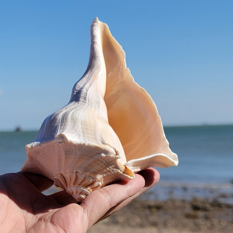 天然超大海螺贝壳珊瑚摆件左旋螺号角螺大海星吹响专用螺居家摆件抖音