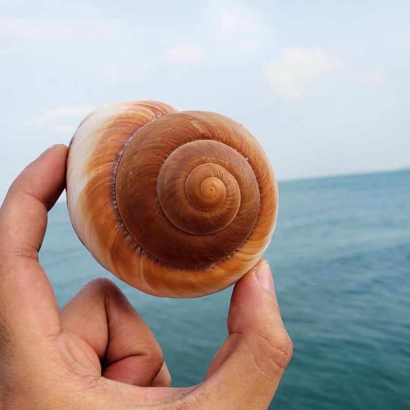 天然超大海螺贝壳面包螺白珊瑚招财摆件鱼缸海螺