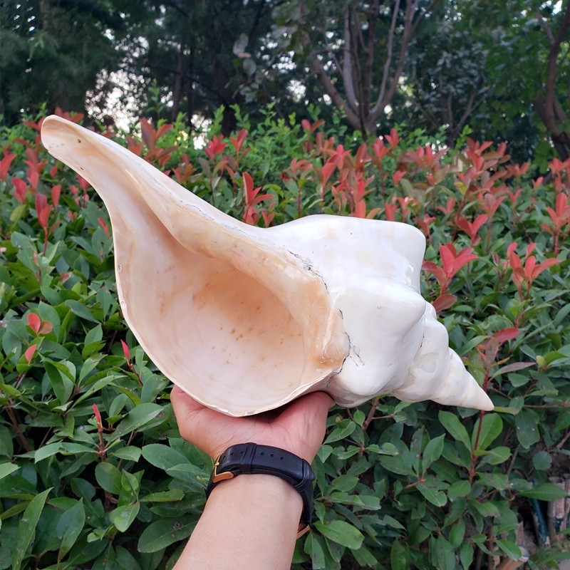 天然超大玉化海螺赤旋螺大贝壳白珊瑚风水招财摆件霸王海星标本