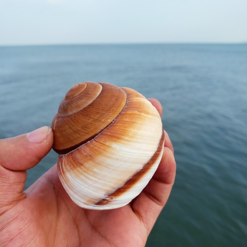 天然超大海螺贝壳面包螺白珊瑚招财摆件鱼缸海螺