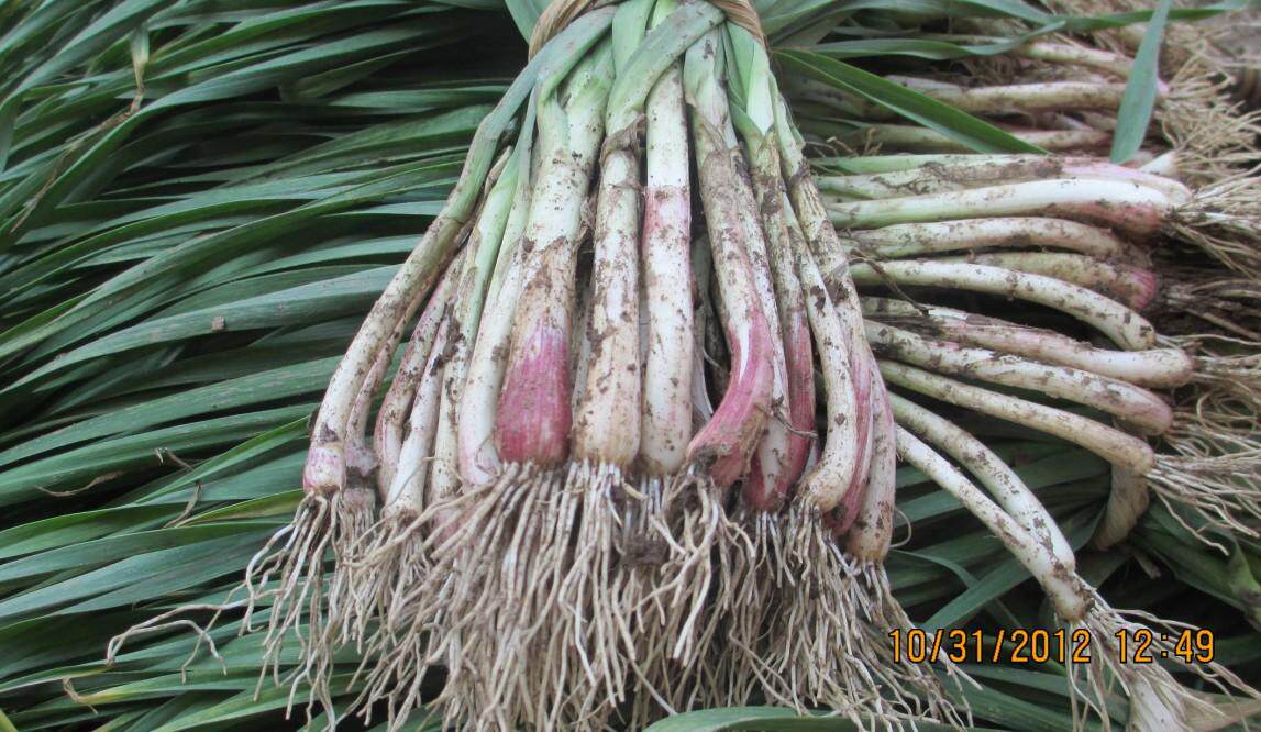 湖北农家新鲜红皮蒜苗本地品种香嫩小蒜现挖大蒜