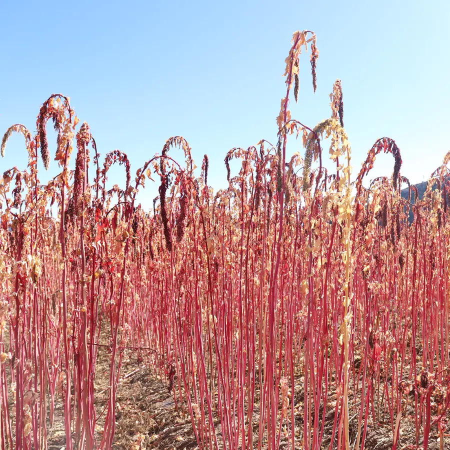 三色藜麦云南香格里拉高原营养谷物健身健康食材其它粮食