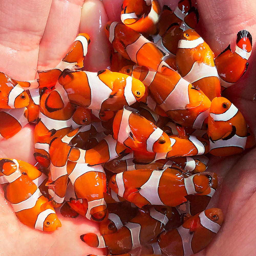 人工繁殖品种小丑鱼批量公子奥黑雪印黑冰白金鱼