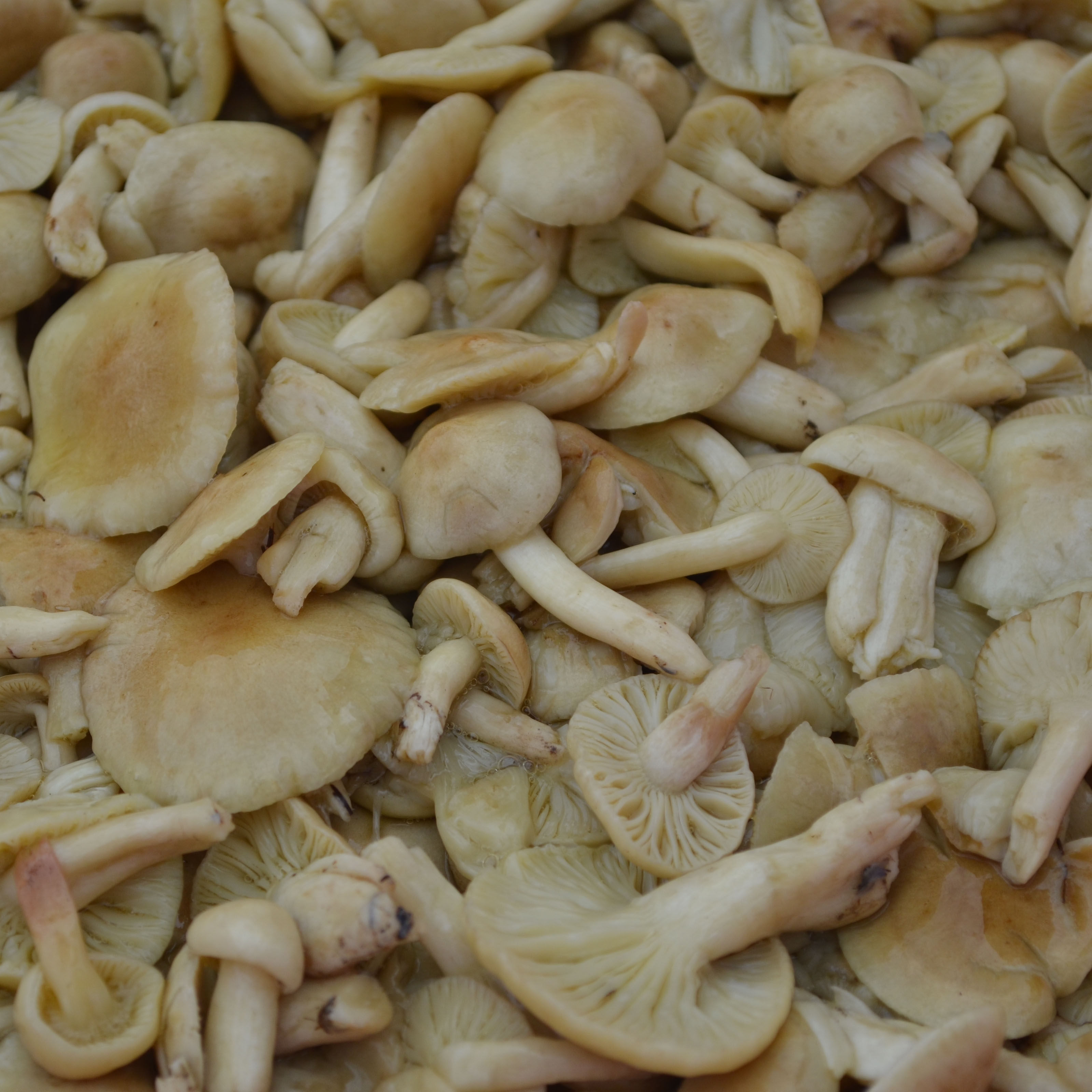 蘑菇野生小黄腌制加盐发货黄油2021年新货500克香菇类