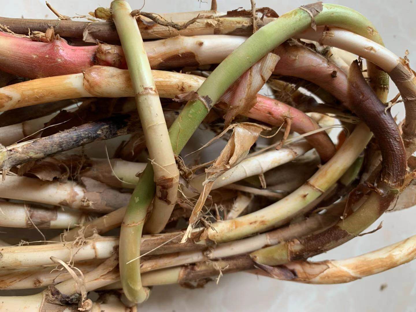 阳春春生春砂仁根2斤颈条精选野生新鲜沙仁砂仁