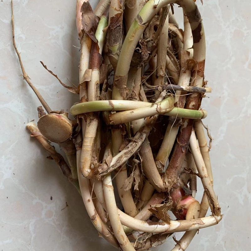 阳春春生春砂仁根2斤颈条精选野生新鲜沙仁砂仁