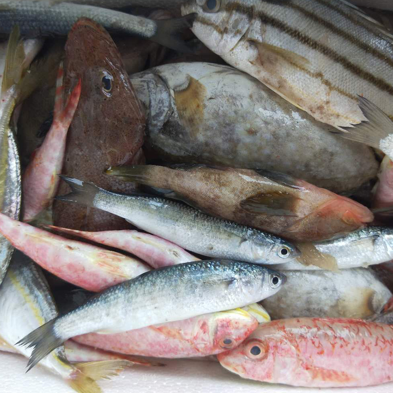 东山岛海鲜深海杂鱼天然生猛混合大小杂鱼450g2份