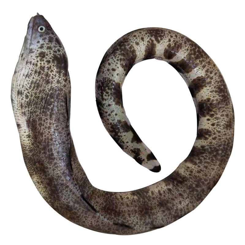 鳗鱼顺手一件鲜活海鲜花鳗鲡照烧鱼油450克2份鳗鱼