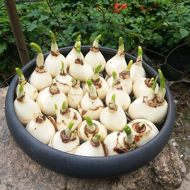 漳州水仙花种球大球秋冬季水养植物盆栽室内水培土培花卉水仙种子