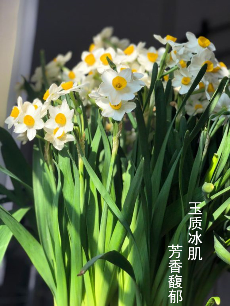 漳州水仙水仙花花球特级大球花头种子桌面水培种球