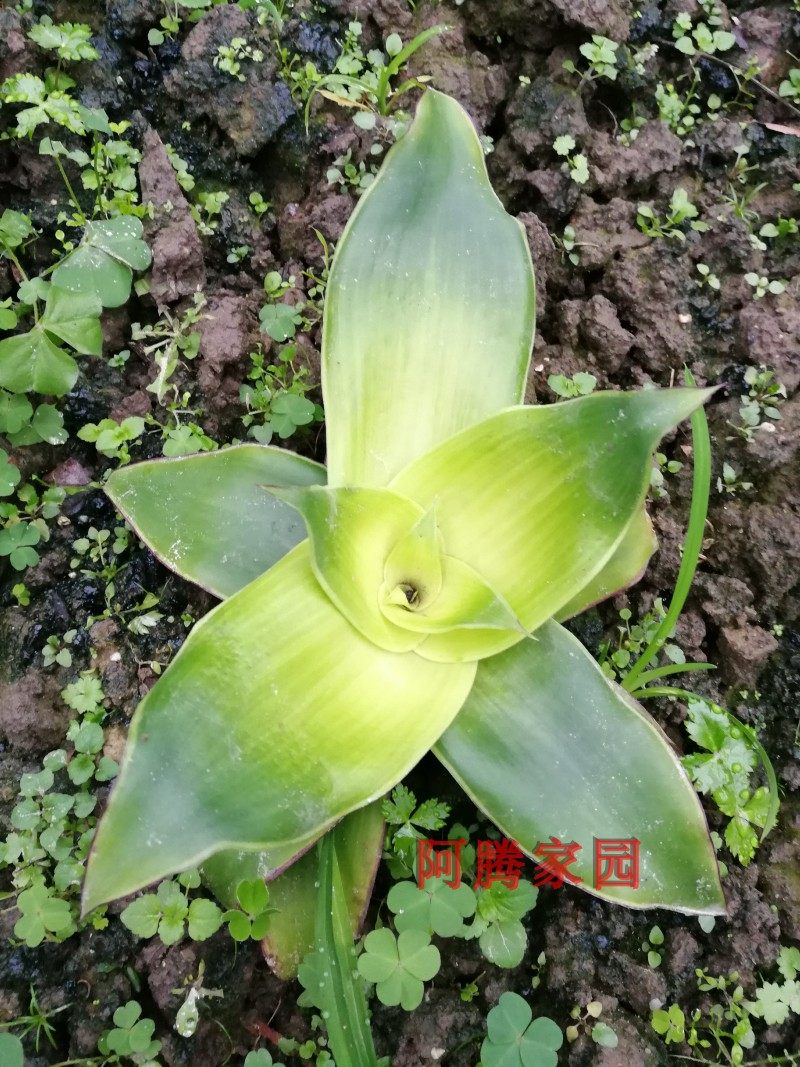 锦竹鸭跖大叶草香巨型草科绿植巨无霸吊兰绿植