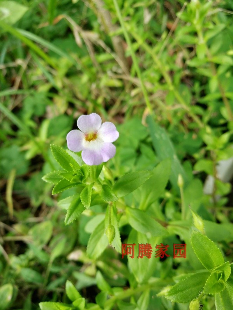 rau越南观赏食用香草mgong香料香菜毛翁菜绿植