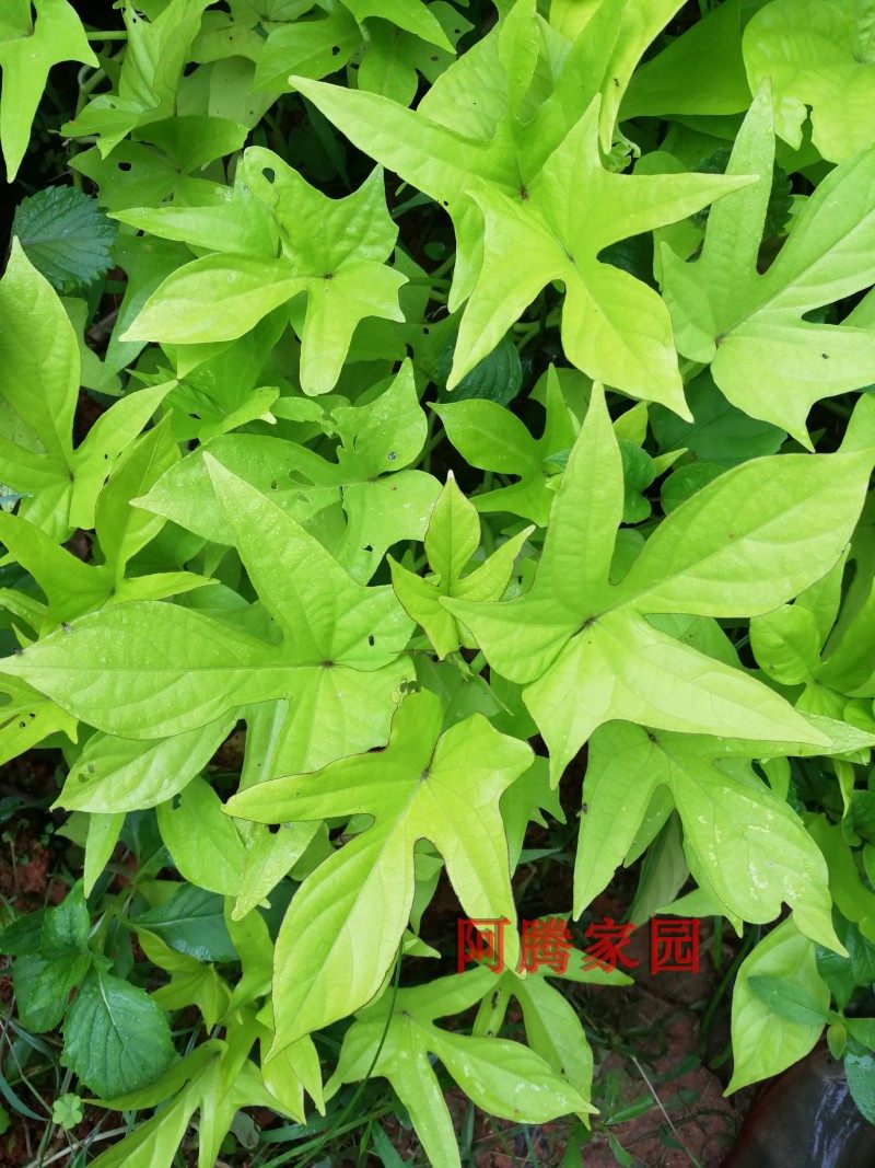 金叶彩叶裂叶番薯地瓜甘薯观赏爬藤盆栽红薯绿植