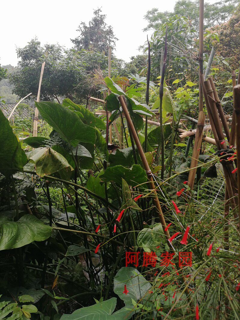 水刺芋水簕芋簕菜头簕菜薯簕茨菇刺茨菇簕慈姑绿植