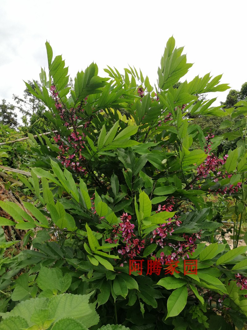 铁雨伞头草药的图片图片