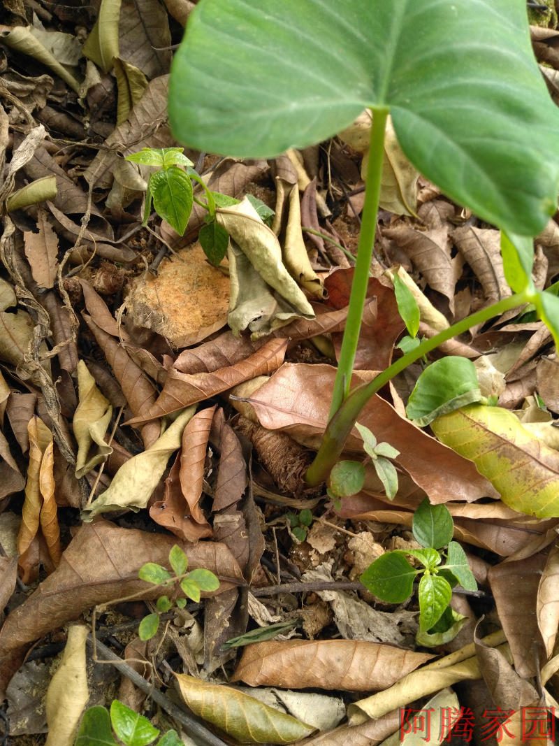 大野南洋洋芋梗芋大青盆栽土培水培绿植绿植