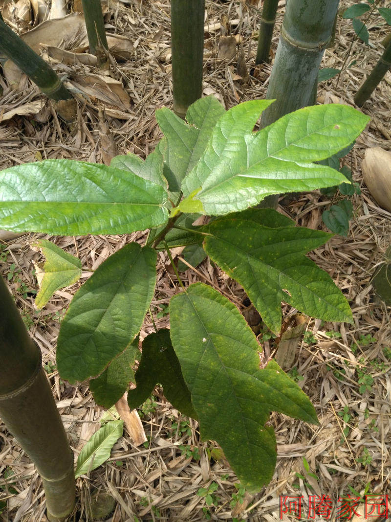 五指野生粗叶牛奶毛桃五爪金龙土黄黄芪南芪绿植