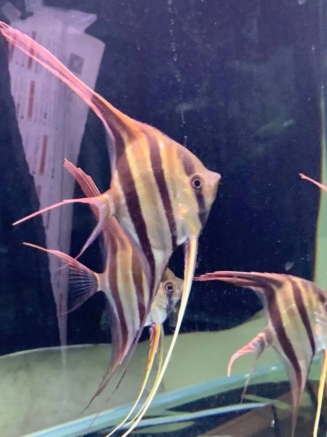 纯野定水黑水河阿塔巴布哥埃圣菲菲利佩埃及神仙鱼