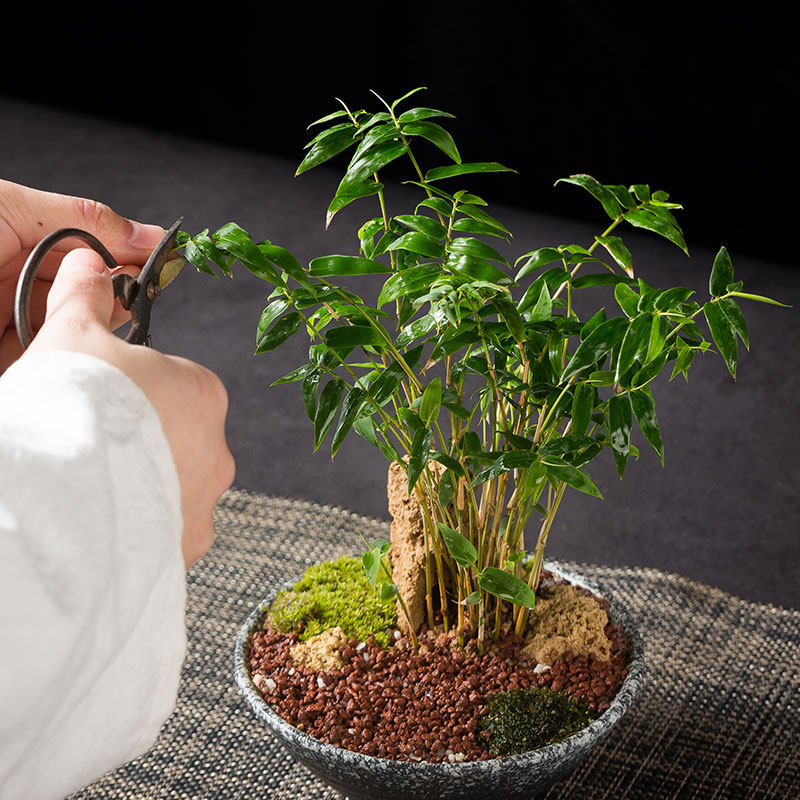 盆栽竹子小米盆景客厅小苗绿植竹苗室内凤尾绿植