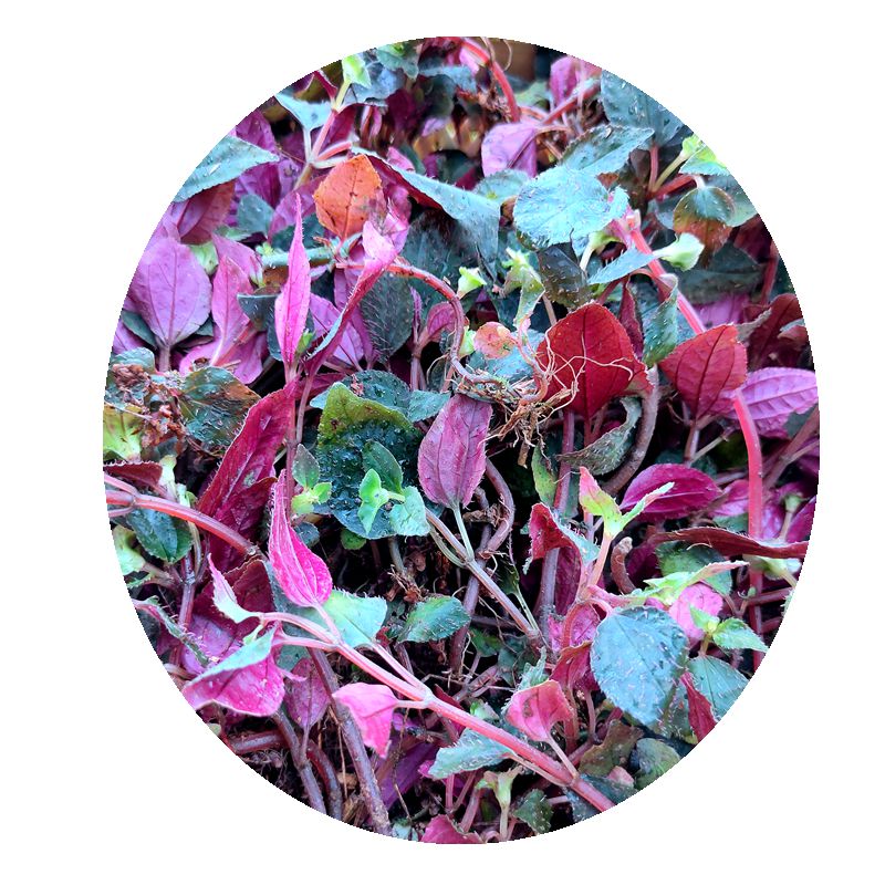 野生正品福建风鼓草红根叶风骨风骨草风谷草250克其他药食同源食品