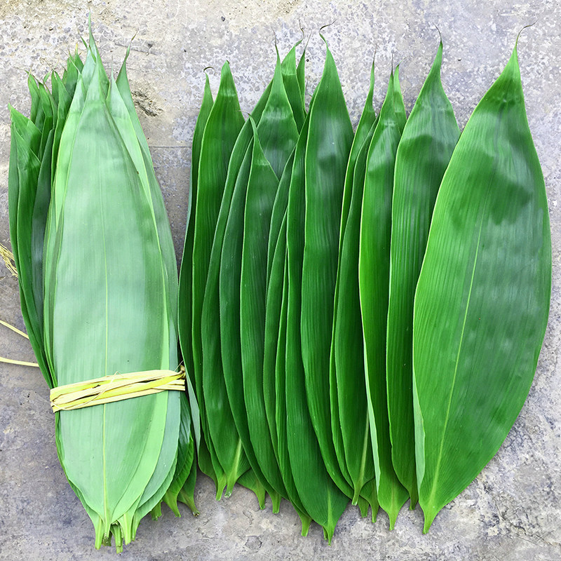 湖南现摘新鲜大号粽叶100片棕叶包粽子子叶野生粽叶