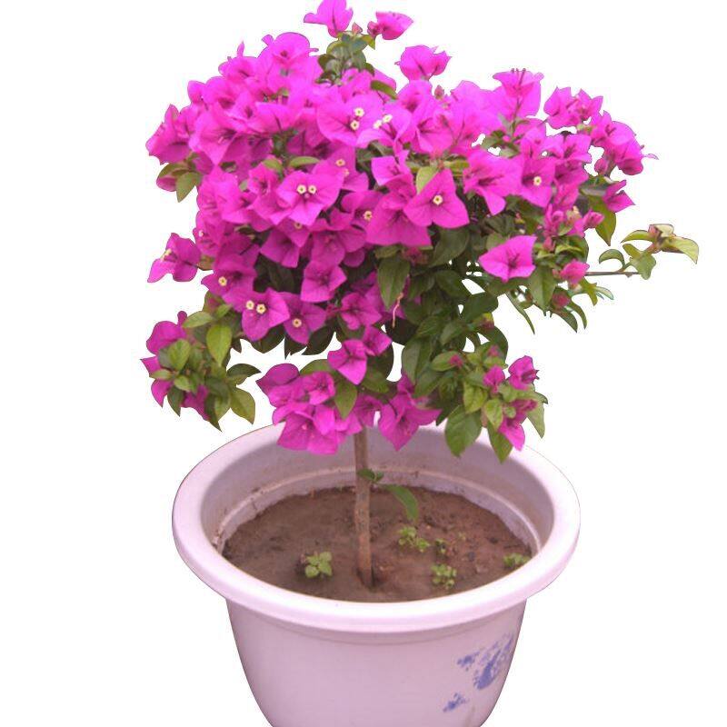 三角盆栽重瓣大苗四季开花老桩室内外庭院爬藤时令草本花卉