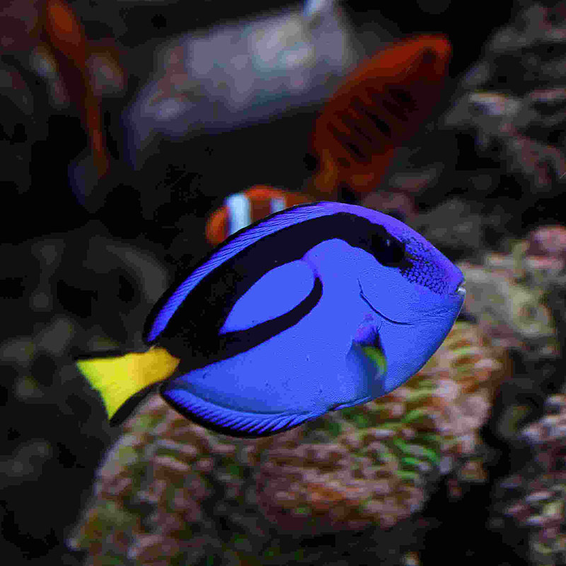 蓝吊粉蓝海水吊类倒吊鱼食小丑鱼黄金多利多莉鱼