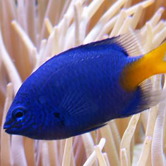 蓝魔黄尾海水黄肚雀类白雀类三点魔海三间四间鱼
