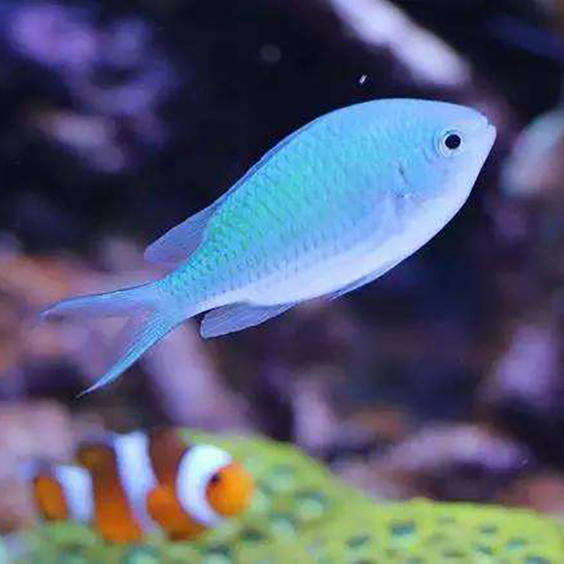 蓝魔黄尾海水黄肚雀类白雀类三点魔海三间四间鱼