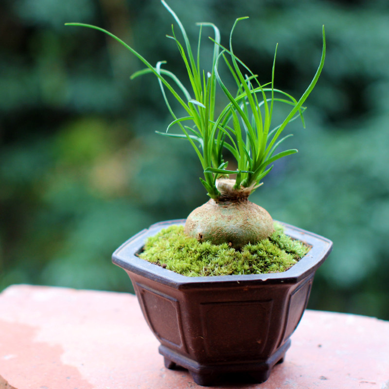 茶几绿植酒瓶兰室室内盆栽微型盆景趣味书桌绿植