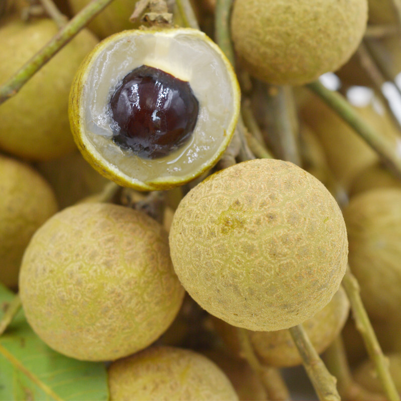 桂圆2022再见泸州新鲜龙眼普果细嫩香甜现摘龙眼