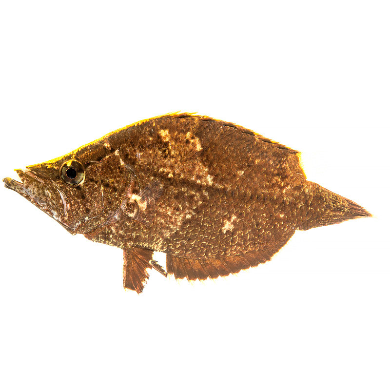 枯叶鱼观赏淡水热带鱼印度夜行鱼秘鲁虎鱼枯树叶鱼奇怪鱼水族活体