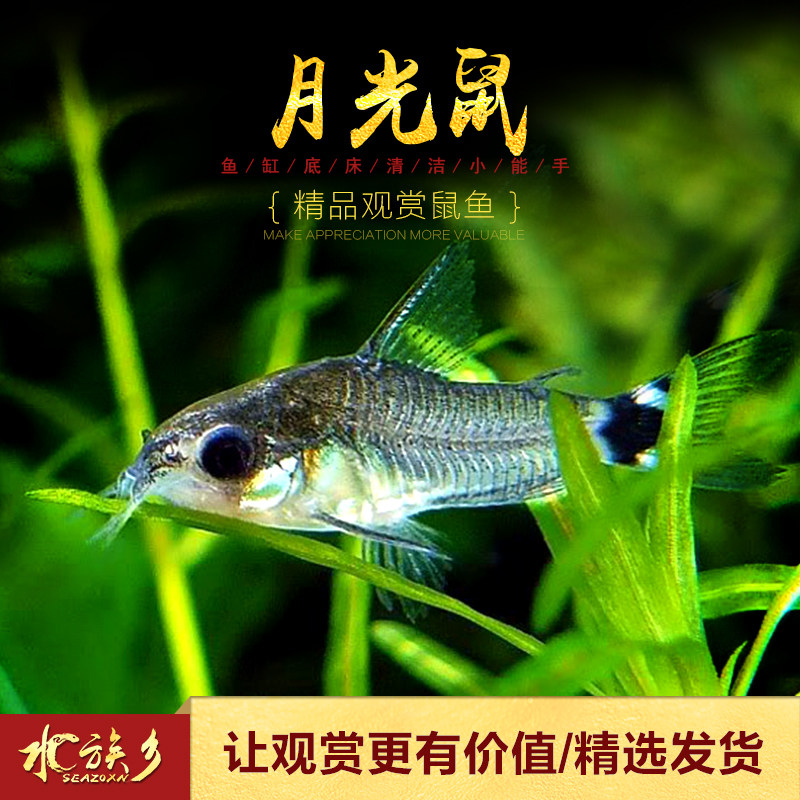 [水族乡]月光鼠 精灵鼠鱼群游鱼草缸鼠鱼底栖鱼清洁鱼迷你娃娃鼠
