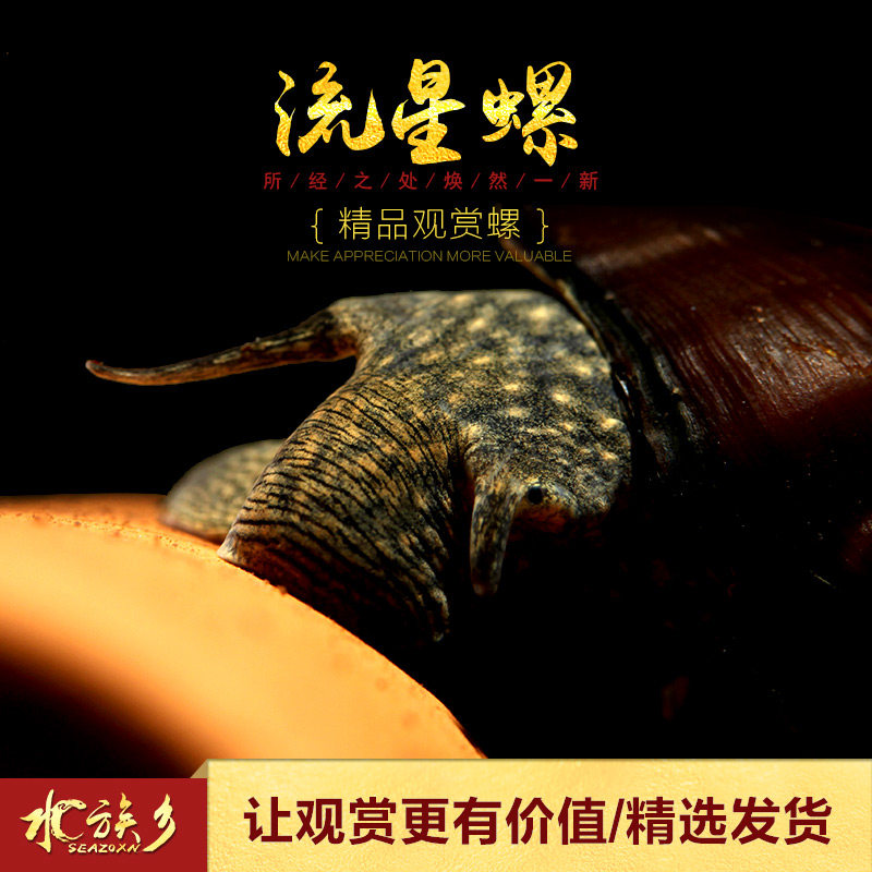 流星西苏工具藻刮观赏螺钉宝塔拉威苏拉威刺螺螺