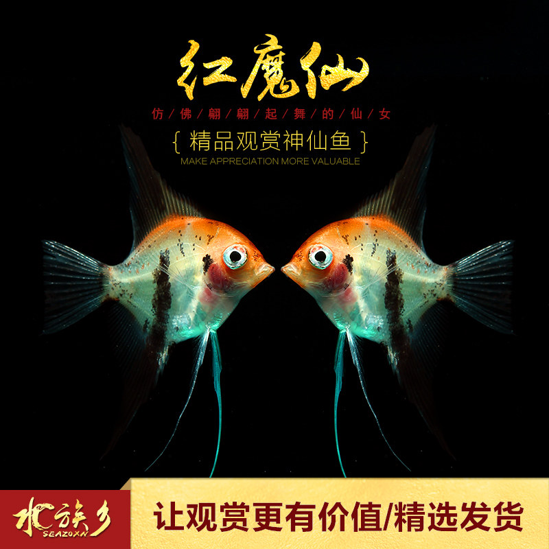 红魔魔鬼仙燕蓝魔仙红魔仙草缸群热带观赏鱼玻璃鱼